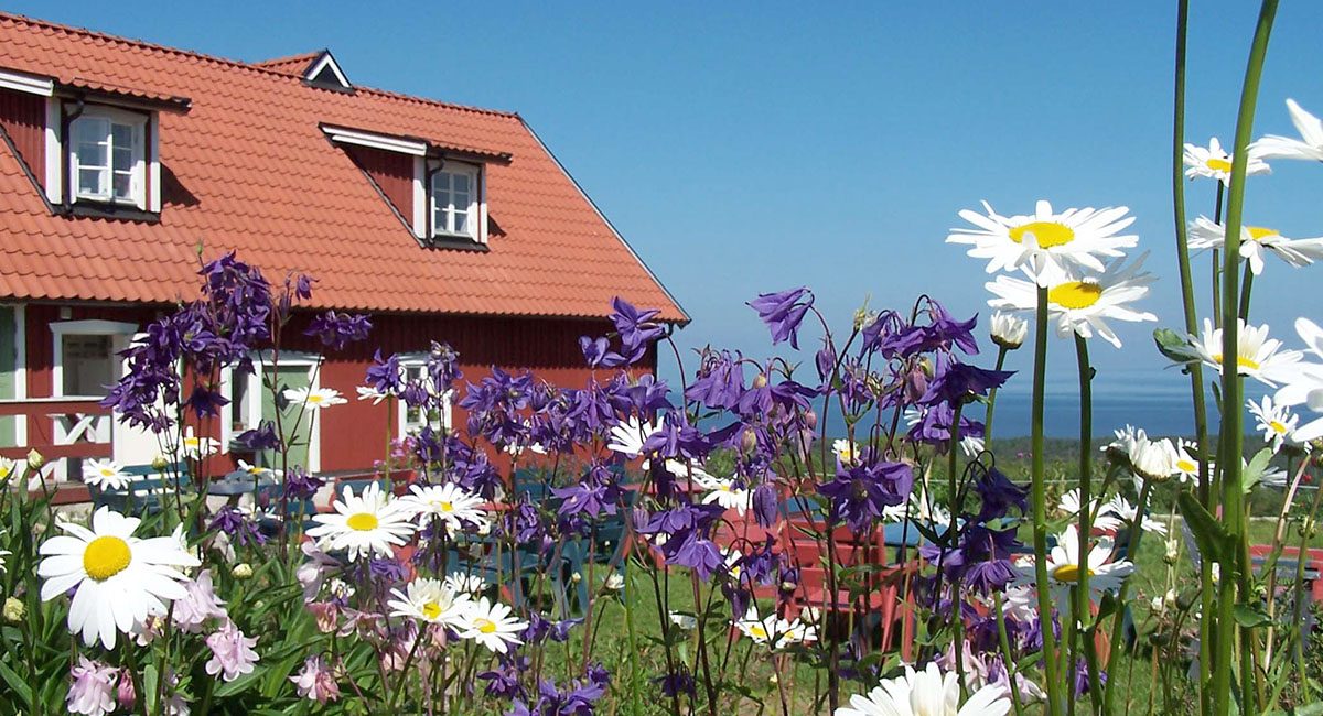 Det röda gårdshuset med tegeltak bakom blommande akleja och prästkragar, havet i bakgrunden