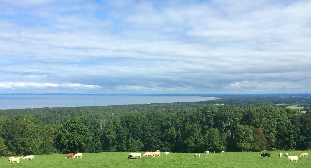 Utsikt från gården över betande kor, skog och Laholmsbukten